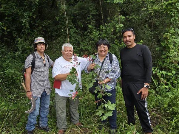 Collecting an unusual Cissus in Puerto Vallarta