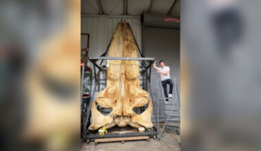 Explore the Smithsonian’s larger than life whale bone collection