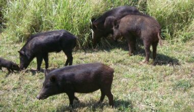 How to solve the wild pig problem in Puna? Leaders promote eating them in local cuisine : Big Island Now