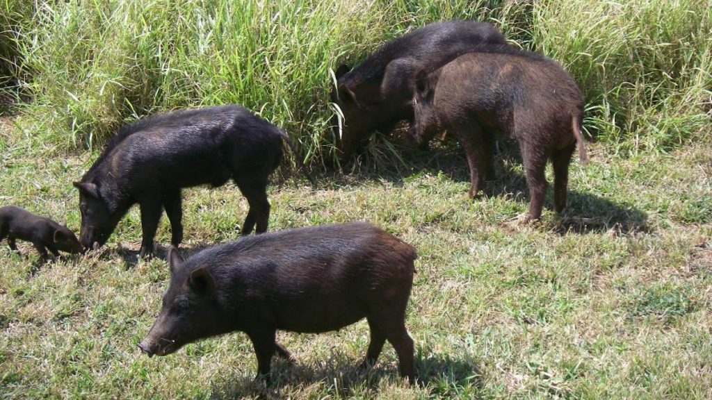 How to solve the wild pig problem in Puna? Leaders promote eating them in local cuisine : Big Island Now
