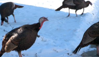 Wild turkeys wreak havoc in Janesville, Wisconsin – NBC Chicago