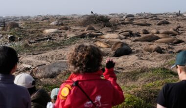 Elephant seals return to Año Nuevo State Park in California