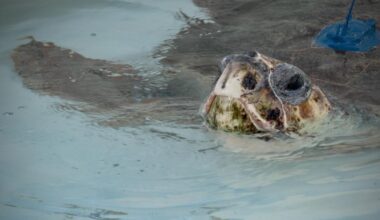 Sea turtle with 3 flippers swims free after Florida rehab, now followed by satellite