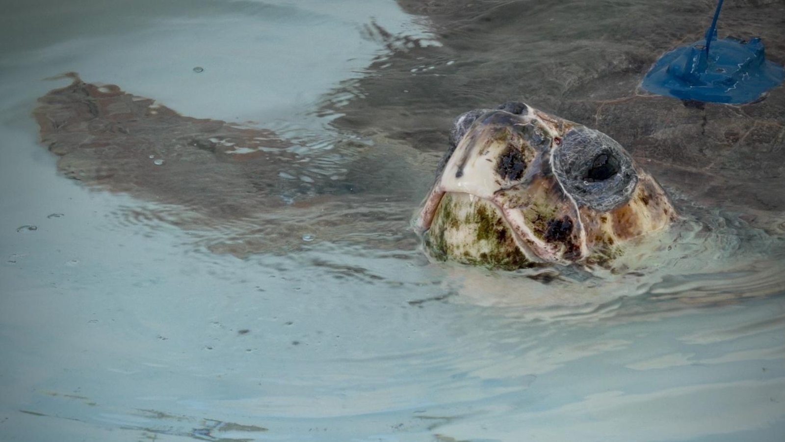 Sea turtle with 3 flippers swims free after Florida rehab, now followed by satellite