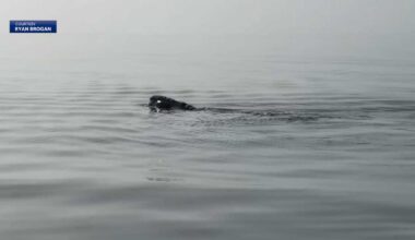 North Atlantic right whales spotted off Hilton Head Island