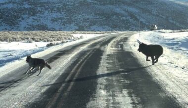 Cowboy State Daily logo