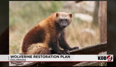 Wolverines could return to Four Corners region