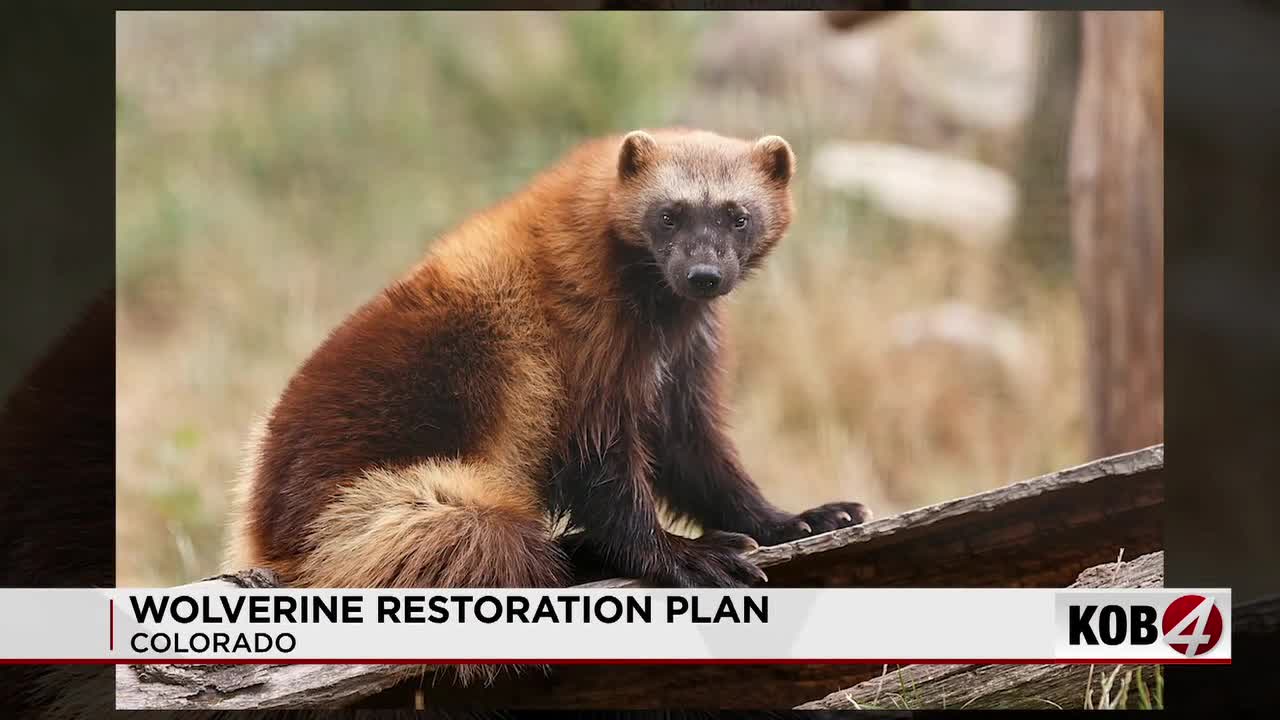 Wolverines could return to Four Corners region
