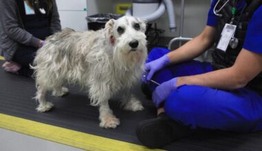 This Adorable Good Boy Just Got Rare, Life-Saving Brain Surgery