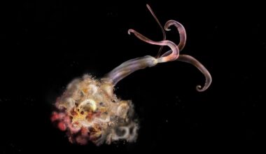 'Zombie Worms' Have Mysteriously Vanished, Troubling Scientists : ScienceAlert