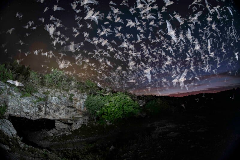Hundreds of bats fly out of a cave at dusk, filling the darkening sky above rocky terrain and dense green bushes.