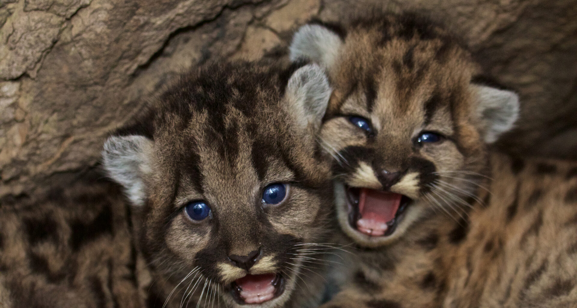 California mountain lions gain new protections under state law