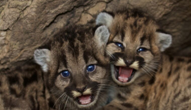California mountain lions gain new protections under state law