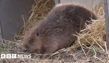 Beavers released to transform West Glen River in Lincolnshire - BBC