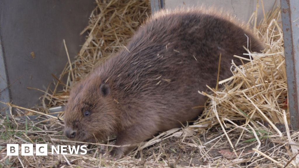 Beavers released to transform West Glen River in Lincolnshire - BBC