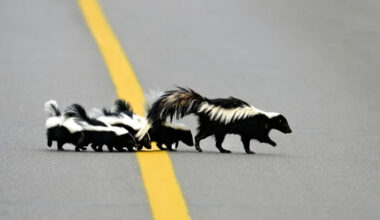 Baby Skunk Adorably Holds up Family When He Stops to Take a Break Before Crossing the Road