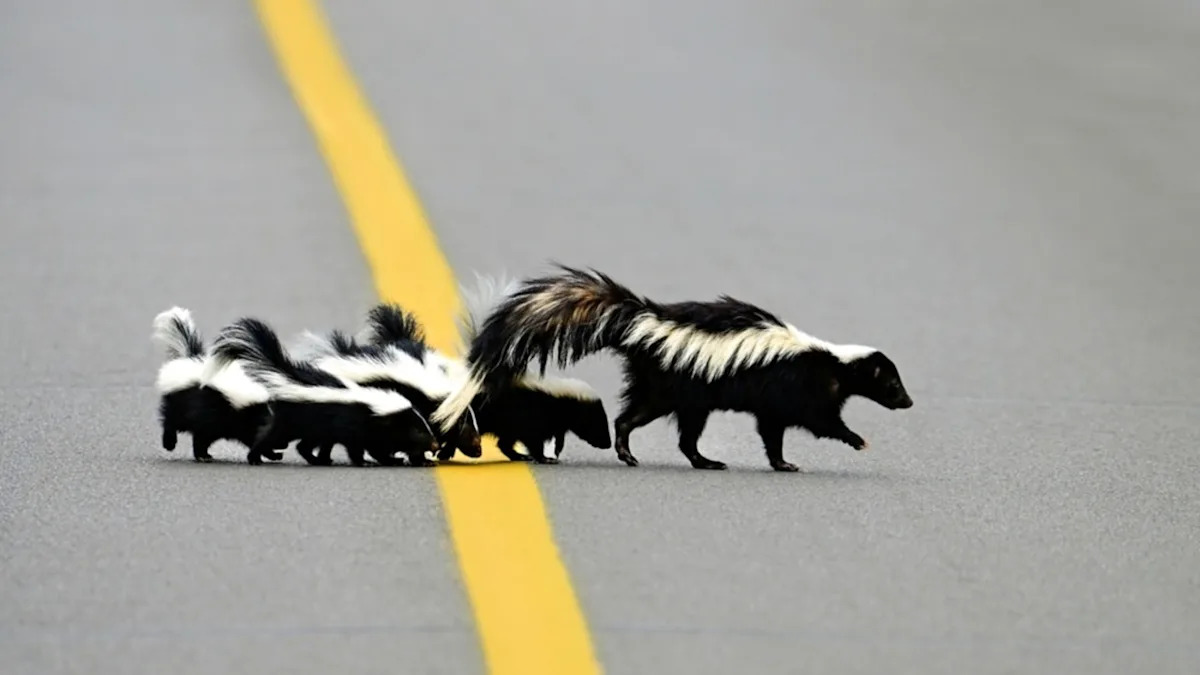 Baby Skunk Adorably Holds up Family When He Stops to Take a Break Before Crossing the Road