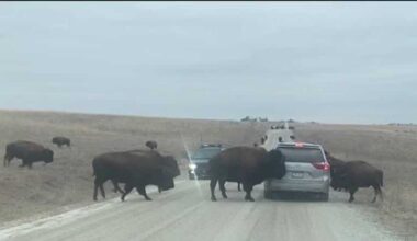 Bison surround car during close encounter at Neal Smith refuge