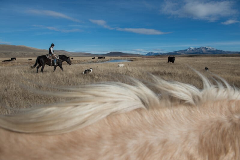 A cowboy rides a horse through dry grassland with cattle and dogs nearby. In the foreground, the mane of a light-colored horse is visible. Snow-capped mountains and blue sky are in the background.