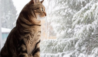 Mom Brings Snow Inside for Her Disabled Cat to Enjoy, and It’s Giving People All the Feelings