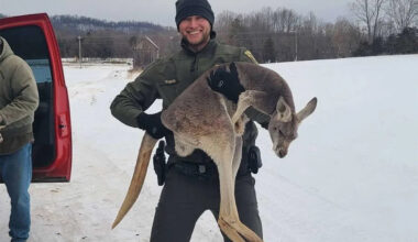 Virginia Deputies Rescue Loose Kangaroo and Her Joey After Reports of a Marsupial Blocking Traffic