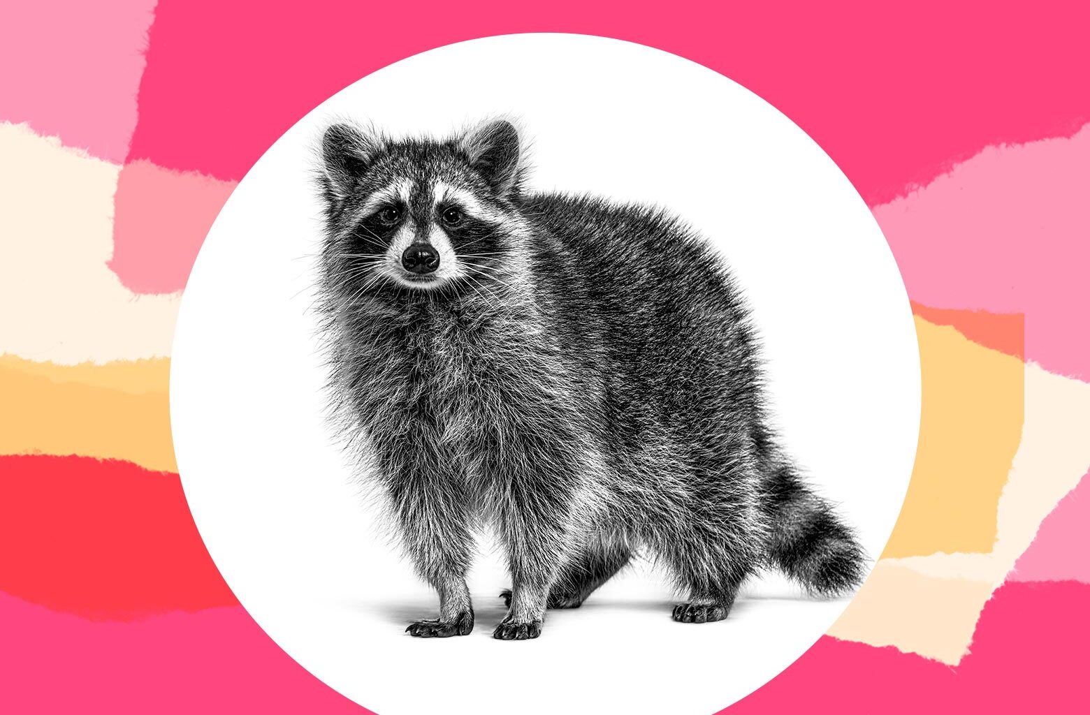 I Think Raccoons Are Filthy Animals. So Why Is My Husband Luring One Into Our Yard Every Night?