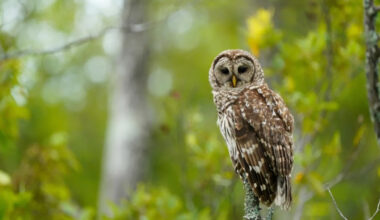 Wild Barred Owl Patiently Waits for Woman to Offer Her Snacks