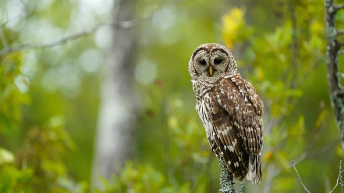 Wild Barred Owl Patiently Waits for Woman to Offer Her Snacks