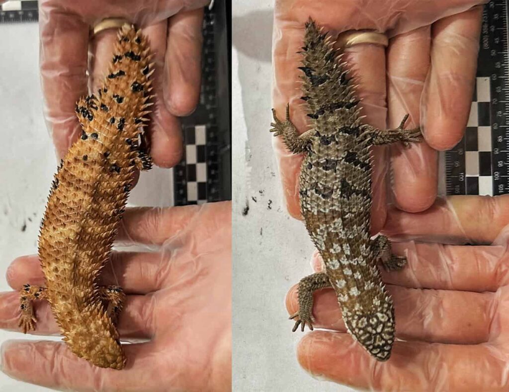 A reptile being held with gloved hands, showing two different skin patterns and textures.