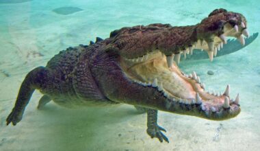 K-shaped economy widens as middle-class spending slows: economist