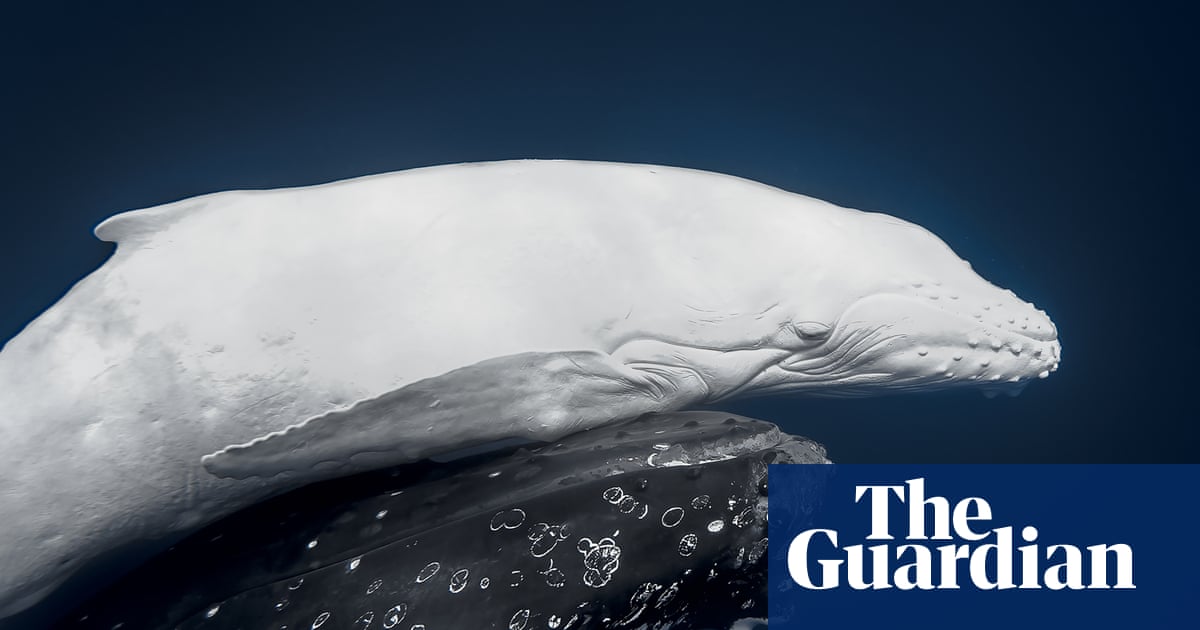 World Nature Photography awards 2026 – in pictures - The Guardian
