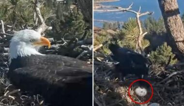 Big Bear bald eagle eggs destroyed in raven attack