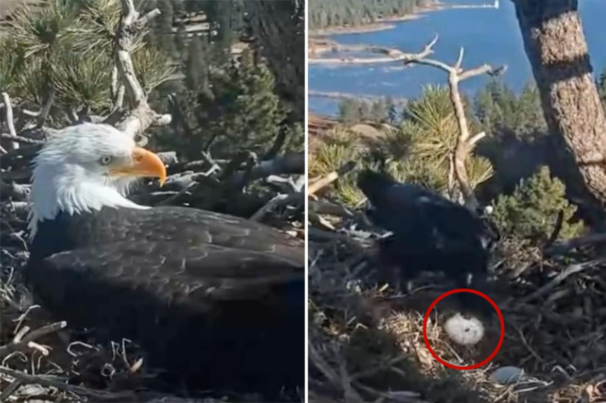 Big Bear bald eagle eggs destroyed in raven attack