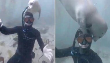 SoCal diver bons with affectionate white seal named 'Waffles'
