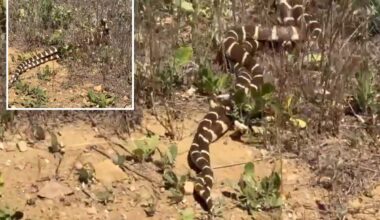 'Sssexy snakes spotted in lover's embrace on Valentine’s Day
