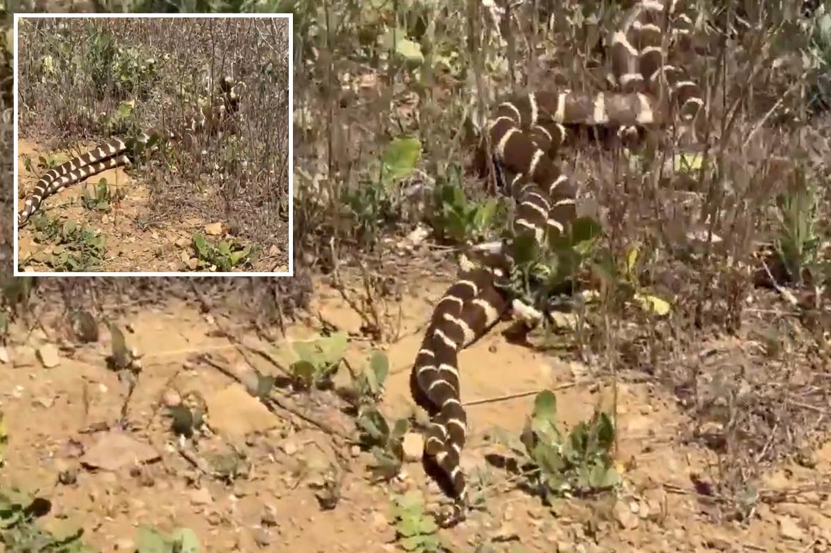 'Sssexy snakes spotted in lover's embrace on Valentine’s Day