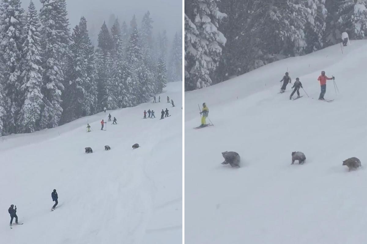 Family of bears stopped skiers in their tracks at North Lake Tahoe Resort