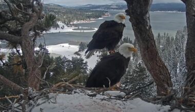 Jackie and Shadow's Big Bear eagle's nest threatened by construction
