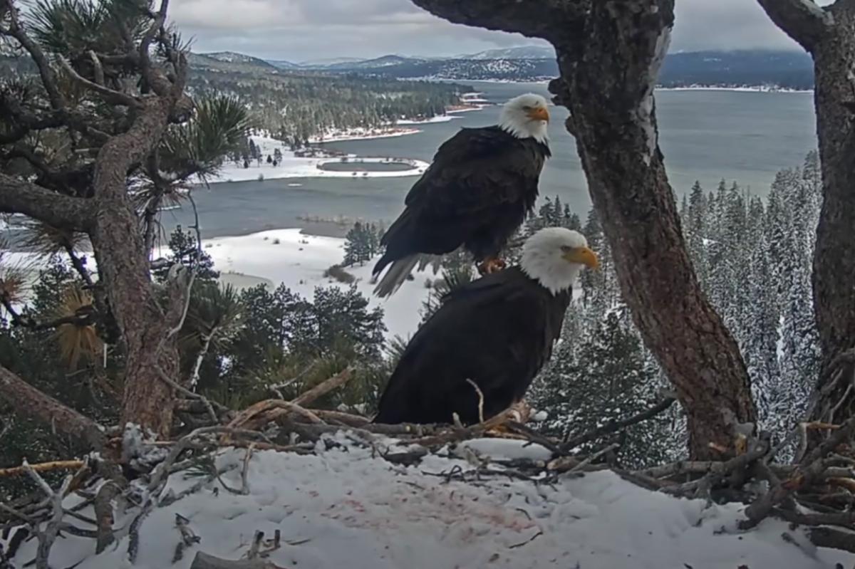 Jackie and Shadow's Big Bear eagle's nest threatened by construction