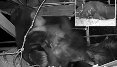 Adorable video shows mama bear taking shelter under Lake Tahoe cabin with her newborn cubs