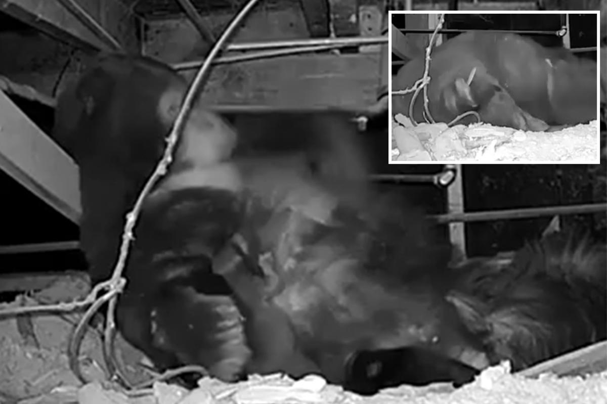 Adorable video shows mama bear taking shelter under Lake Tahoe cabin with her newborn cubs