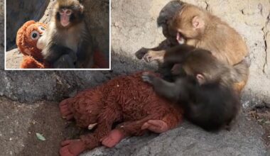 Punch makes new pal and pair cozy up to stuffed ourangoutan in heartwarming new video