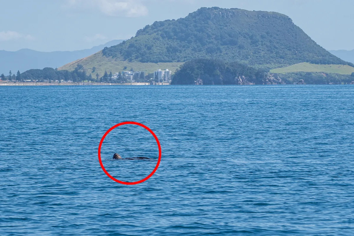 Photographs confirm 'almost unheard of' phenomenon of rare ocean giants: 'Unbelievable'