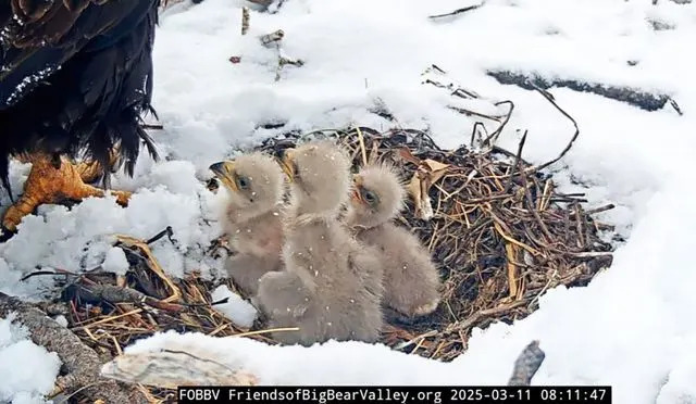 Bald Eagles Jackie and Shadow's chicks. FriendsofBigBearValley.org