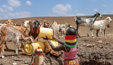More than two million people face hunger as drought grips Kenya | Climate News