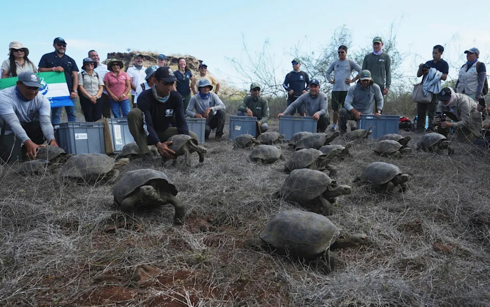 The project team members watch as the giant tortoises take their first steps on Floreana