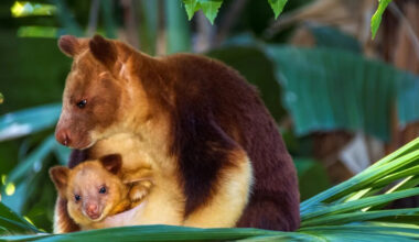 Precious Tree Kangaroo Joey Comes Out of His Mother’s Pouch Just in Time To Steal Her Snacks