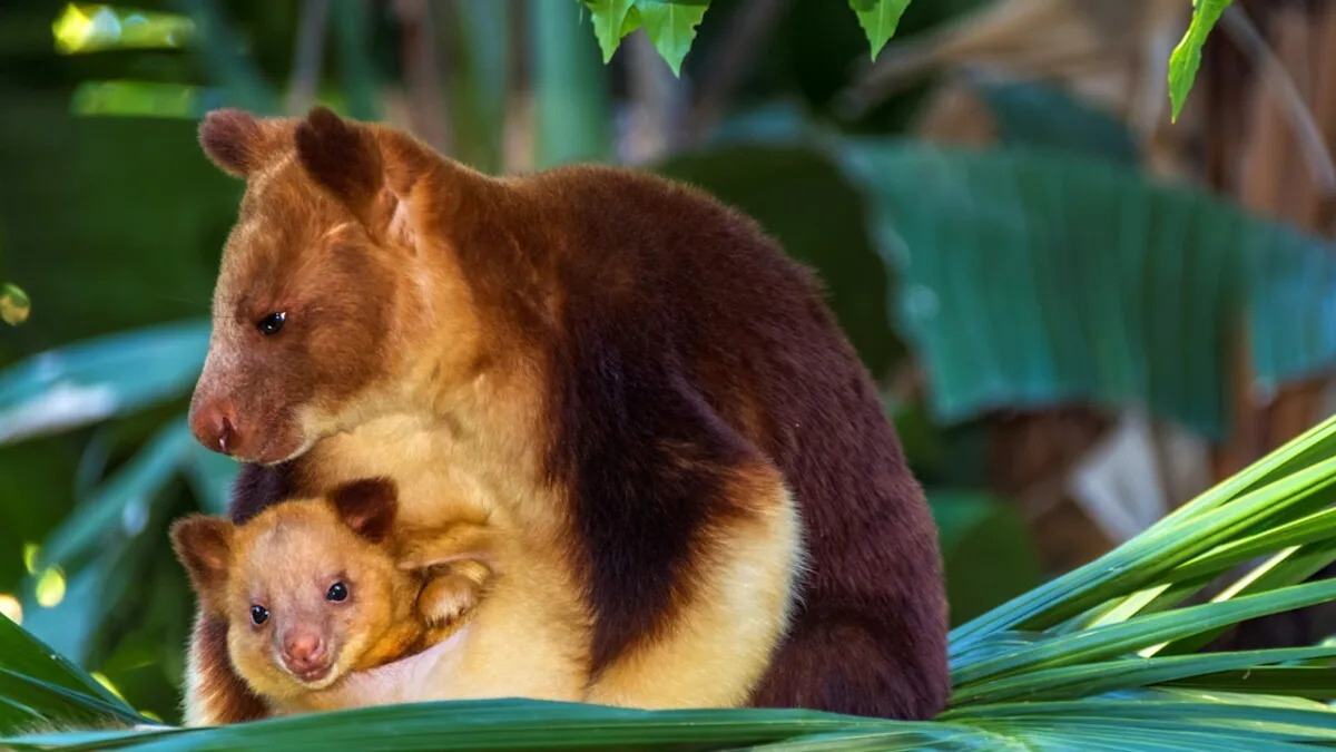 Precious Tree Kangaroo Joey Comes Out of His Mother’s Pouch Just in Time To Steal Her Snacks