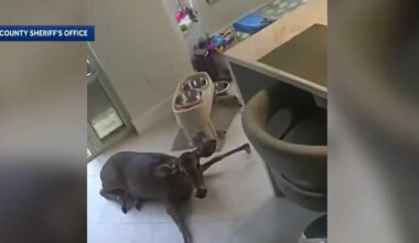 Deer crashes through living room window in Orange County home