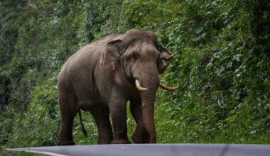 Wild Elephant Claims His 3rd Human Victim